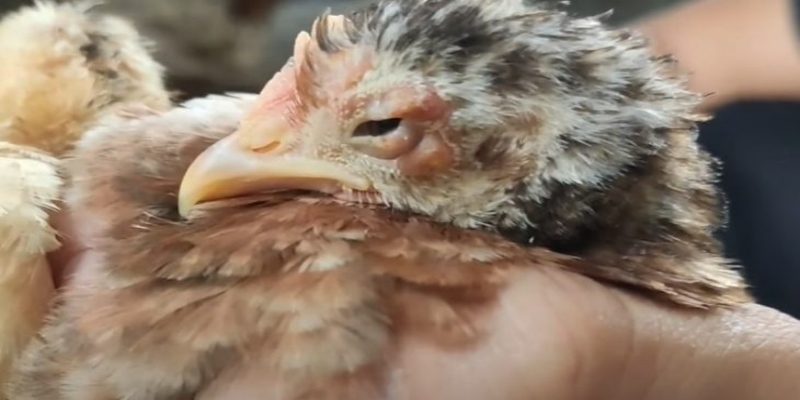 Bệnh đậu gà - Nguyên nhân và cách để chữa trị từ A-Z 5 benh dau ga cac trieu chung