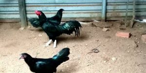 ga o chan trang phu hop voi menh gi