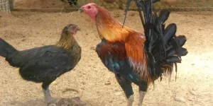 top 4 giong ga chuan peru duoc ua chuong